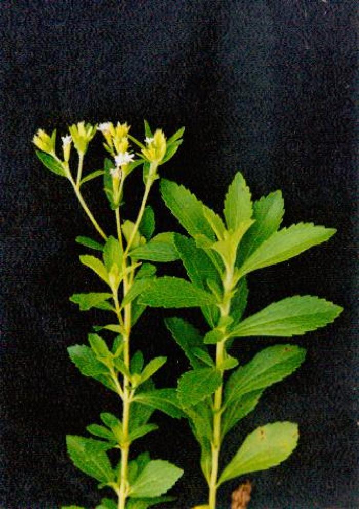 三星寻星计划璀璨启程乐享会 张艺兴超燃表演引粉丝尖叫:华体会官方