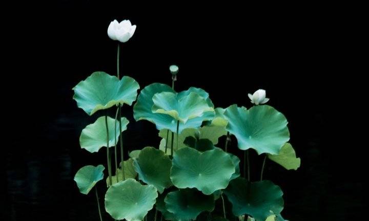 美国南加州大学生街头派对变骚乱 最少44人受伤-华体会网址