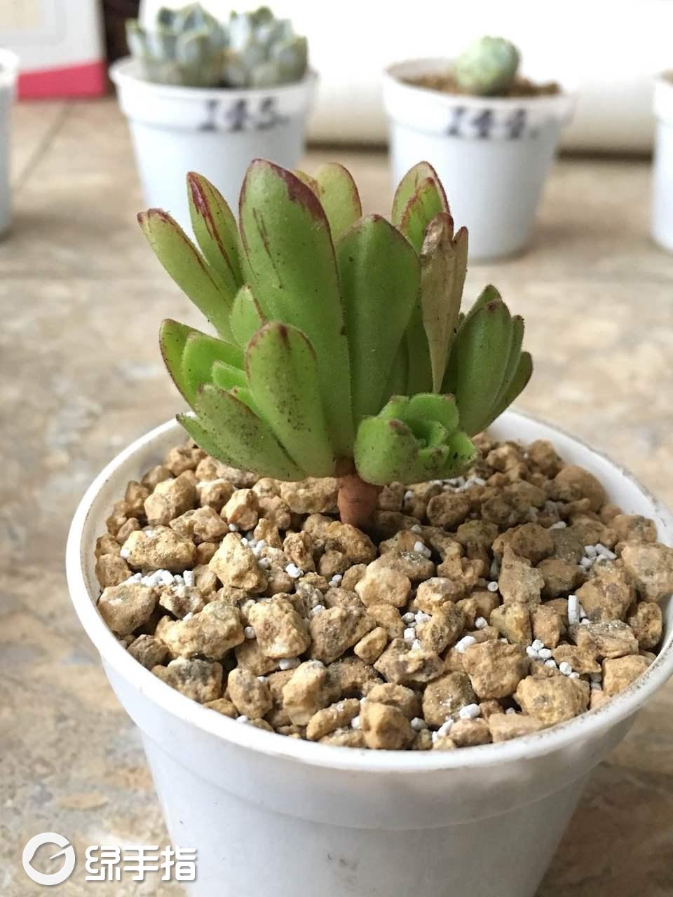 《爱上邓丽君》演员吕欢：音乐剧注定是我今生最爱-华体会电子