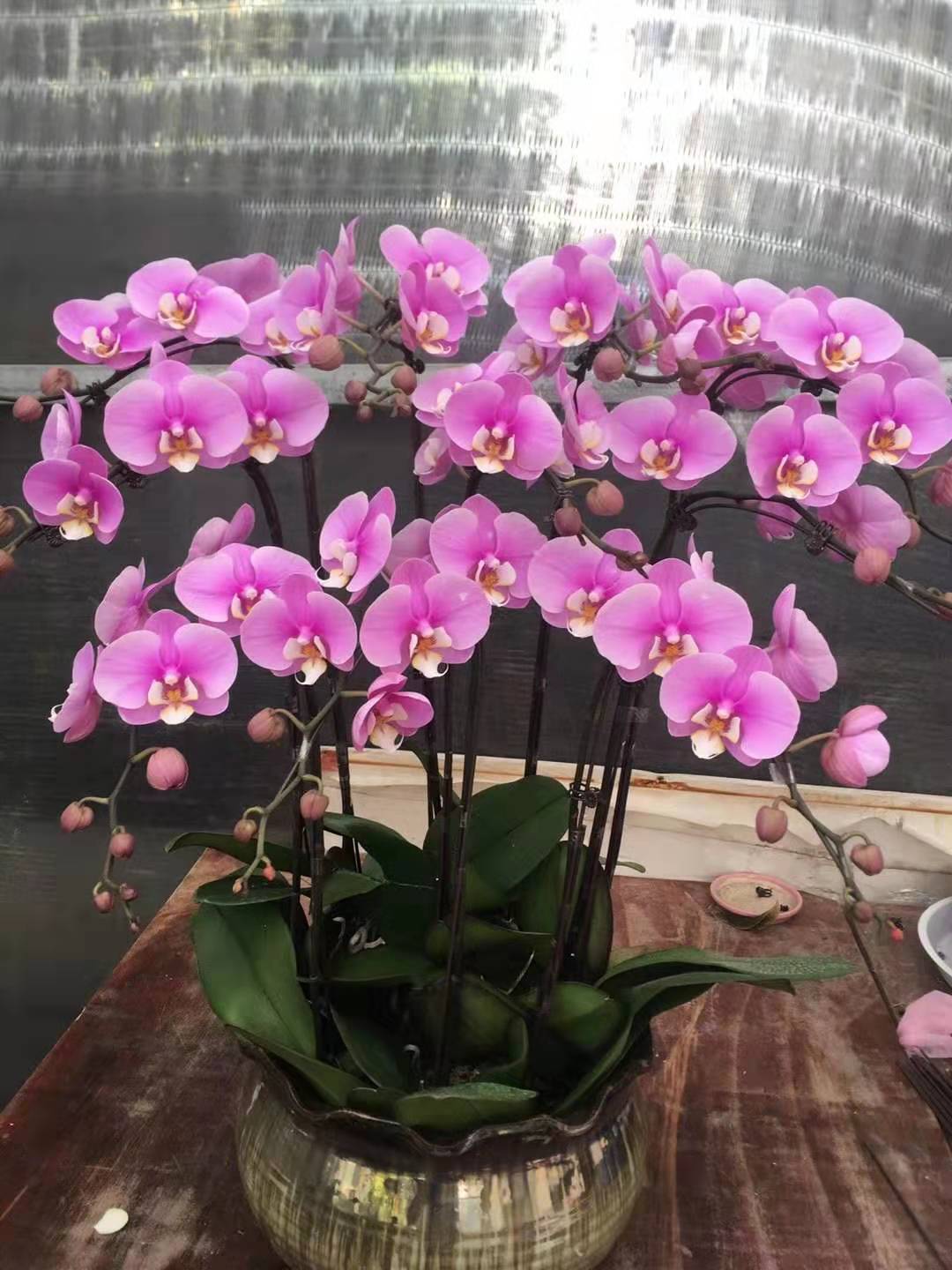 美国B-boy Victor称雄2015奥地利Red Bull BC One街舞大赛【华体会电子】